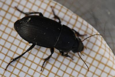 <i>Harpalus serripes</i>
