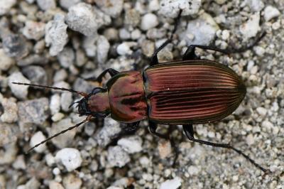 <i>Poecilus cupreus</i>