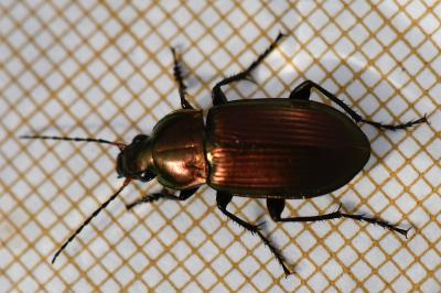 <i>Poecilus cupreus</i>