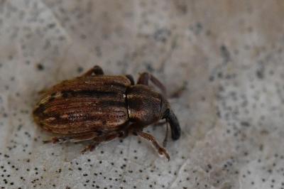 <i>Hypera postica</i>