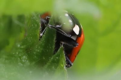 <i>Coccinella septempunctata</i>