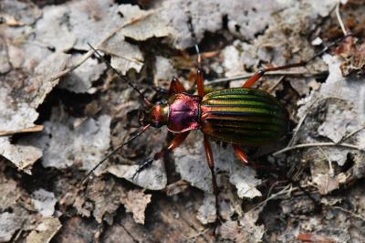 <i>Carabus auronitens</i>