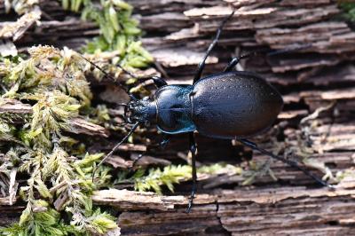 <i>Carabus nemoralis</i>