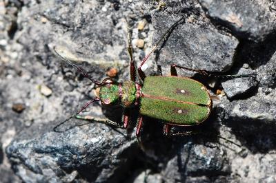 <i>Cicindela campestris</i>