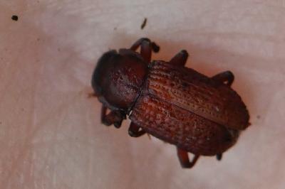 <i>Bolitophagus reticulatus</i>