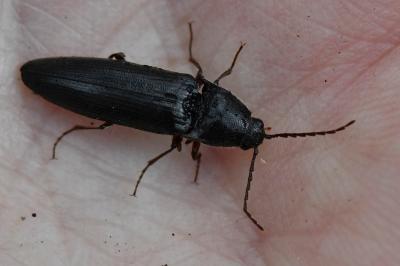 <i>Melanotus villosus</i>