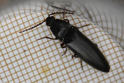 <i>Melanotus villosus</i>