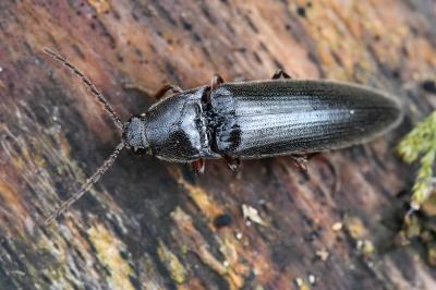 <i>Melanotus villosus</i>