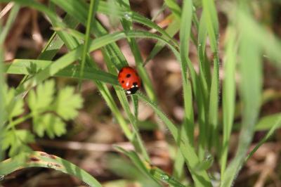 <i>Coccinella septempunctata</i>