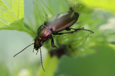<i>Poecilus cupreus</i>