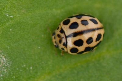 <i>Tytthaspis sedecimpunctata</i>