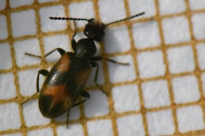 <i>Anthicus antherinus</i>