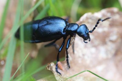 <i>Meloe violaceus</i>