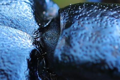 <i>Meloe violaceus</i>