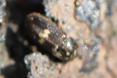 <i>Biphyllus lunatus</i>