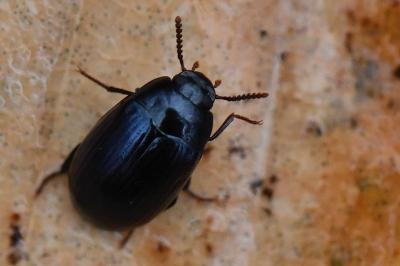<i>Platydema violacea</i>