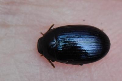 Platydema violacea