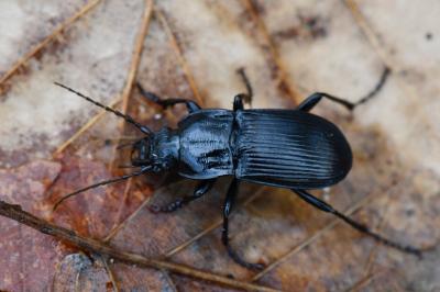 <i>Abax parallelepipedus</i>