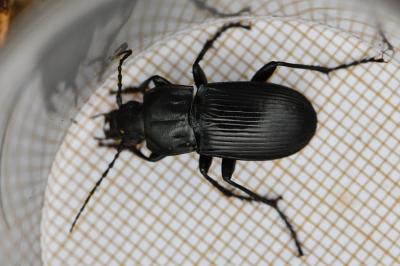 <i>Abax parallelepipedus</i>