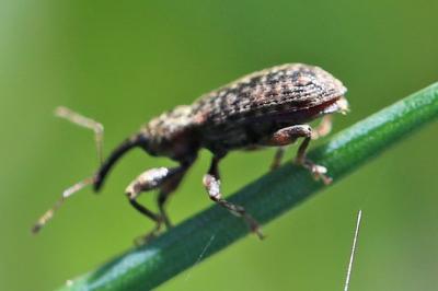 <i>Dorytomus</i>