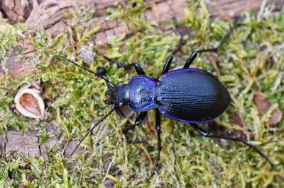 <i>Carabus problematicus</i>