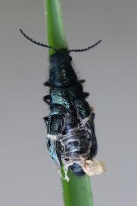 <i>Dasytes caeruleus</i>