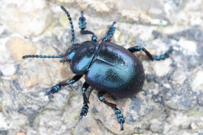 <i>Timarcha goettingensis</i>