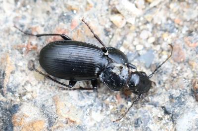 <i>Pterostichus madidus</i>