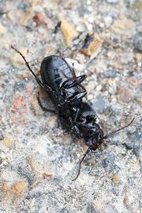 <i>Pterostichus madidus</i>