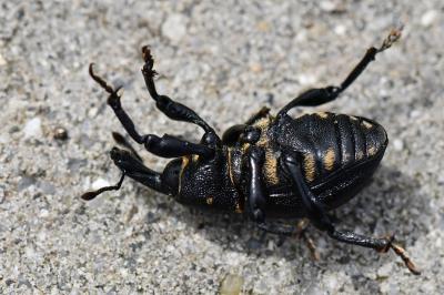 <i>Liparus coronatus</i>