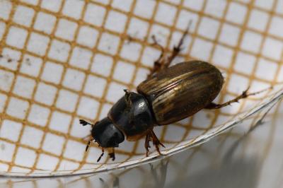 <i>Melinopterus prodromus</i>