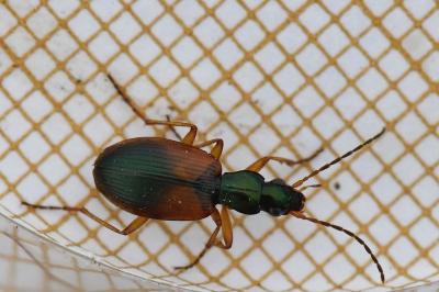 <i>Anchomenus dorsalis</i>
