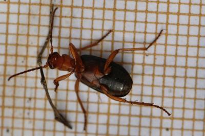 <i>Brachinus crepitans</i>