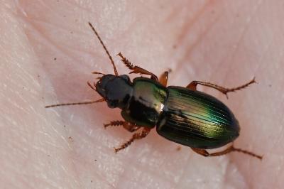 <i>Harpalus affinis</i>