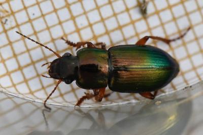 <i>Harpalus affinis</i>