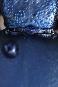 <i>Meloe violaceus</i>