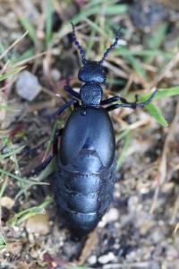 <i>Meloe violaceus</i>