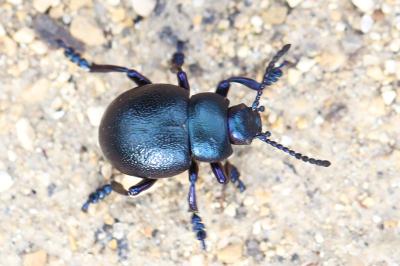 <i>Timarcha goettingensis</i>
