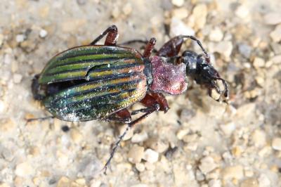 <i>Carabus auronitens</i>