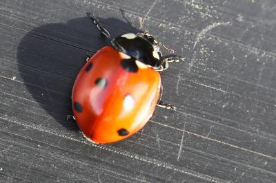 <i>Coccinella septempunctata</i>