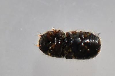 <i>Xylographus bostrichoides</i>