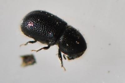 <i>Xylographus bostrichoides</i>