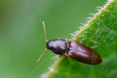 <i>Agriotes sputator</i>