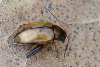 <i>Longitarsus</i>