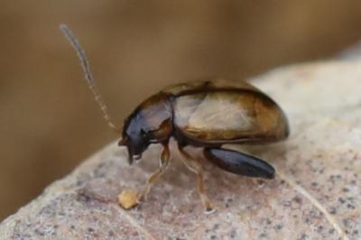 <i>Longitarsus</i>