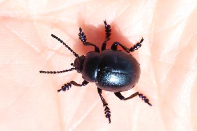 <i>Timarcha goettingensis</i>