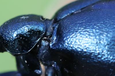 <i>Meloe violaceus</i>