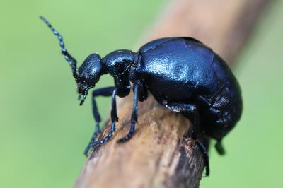 <i>Meloe violaceus</i>