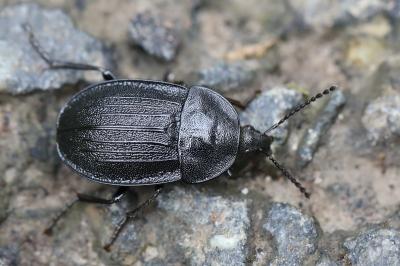 Petit Silphe noir