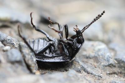 Petit Silphe noir